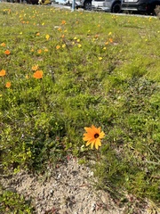 Dimorphotheca sinuata