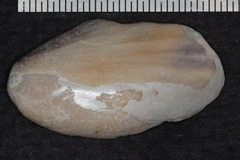 Crepidula onyx