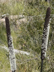 Xanthorrhoea acaulis