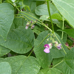 Dipogon lignosus
