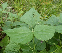 Dipogon lignosus