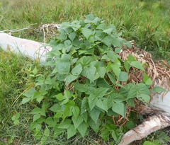 Dipogon lignosus