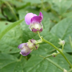 Dipogon lignosus