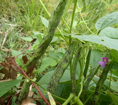 Dipogon lignosus