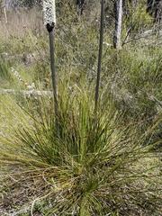 Xanthorrhoea acaulis