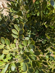Dermatophyllum gypsophilum