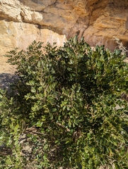 Dermatophyllum gypsophilum