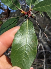 Heteromeles arbutifolia