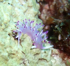 Flabellina llerae