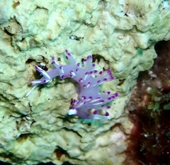 Flabellina llerae