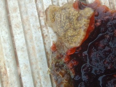 Aplidium glabrum