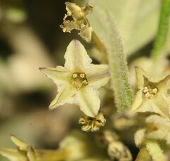 Cestrum tomentosum
