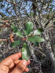 Heteromeles arbutifolia