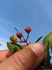 Heteromeles arbutifolia