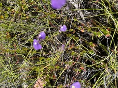Utricularia dichotoma