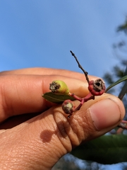 Heteromeles arbutifolia