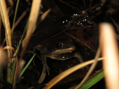 Pseudacris nigrita