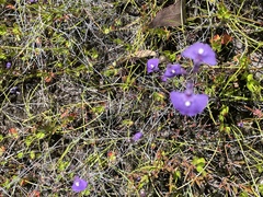 Utricularia dichotoma