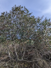 Heteromeles arbutifolia