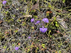 Utricularia dichotoma
