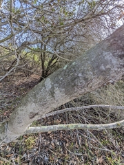 Heteromeles arbutifolia