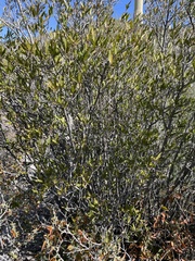 Pleradenophora bilocularis