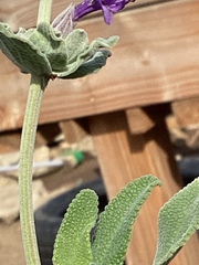 Salvia mellifera