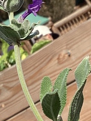 Salvia mellifera