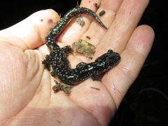Plethodon grobmani