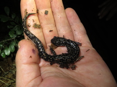 Plethodon grobmani