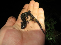 Plethodon grobmani