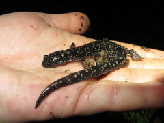 Plethodon grobmani