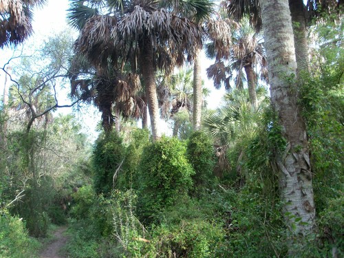Sabal mexicana