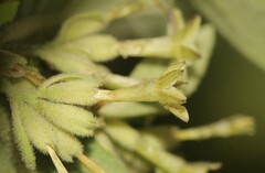 Cestrum tomentosum