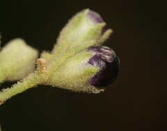 Cestrum tomentosum