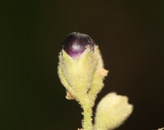Cestrum tomentosum