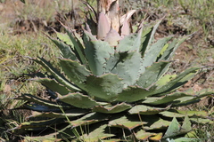 Agave nuusaviorum