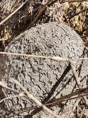Polybia plebeja