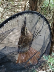 Dendrocolaptes platyrostris