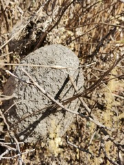 Polybia plebeja