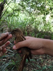 Dendrocolaptes platyrostris