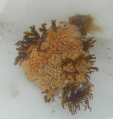Aplidium glabrum