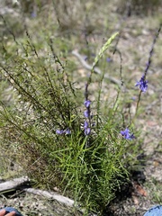 Veronica arenaria