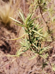 Barkleyanthus salicifolius