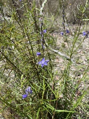 Veronica arenaria