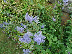 Ceanothus × delileanus