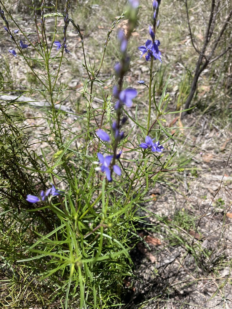 Veronica arenaria