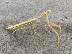 Tenodera australasiae