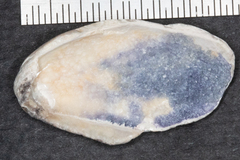 Crepidula onyx