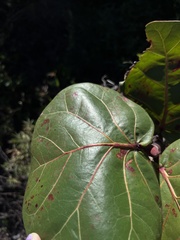 Coccoloba uvifera